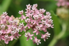 Swamp Milkweed