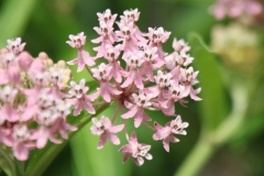 Swamp Milkweed