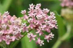 Swamp Milkweed