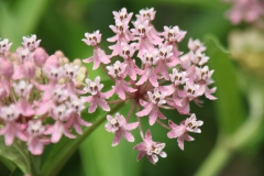 Swamp Milkweed