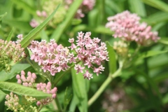 Swamp Milkweed