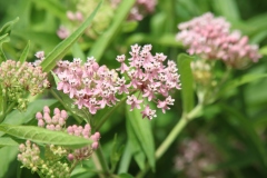 Swamp Milkweed