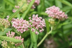 Swamp Milkweed