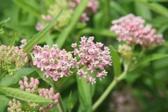 Swamp Milkweed