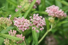 Swamp Milkweed