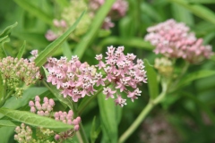 Swamp Milkweed