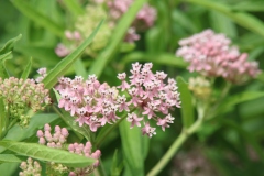 Swamp Milkweed