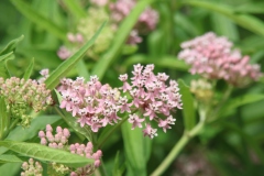 Swamp Milkweed