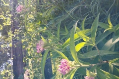 Swamp Milkweed