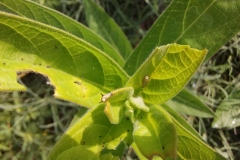 Swamp Milkweed