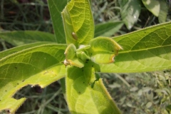 Swamp Milkweed