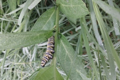 Swamp Milkweed