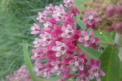 Swamp Milkweed