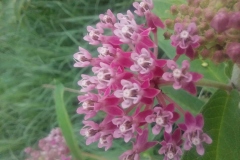 Swamp Milkweed