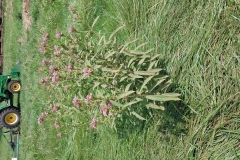 Swamp Milkweed