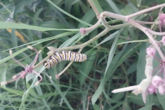 Swamp Milkweed