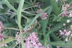 Swamp Milkweed