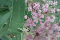 Swamp Milkweed