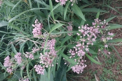 Swamp Milkweed