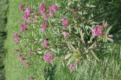 Swamp Milkweed
