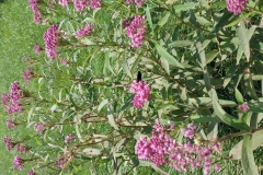 Swamp Milkweed
