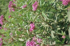 Swamp Milkweed