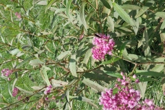 Swamp Milkweed