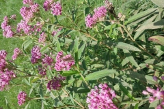 Swamp Milkweed