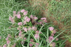 Swamp Milkweed