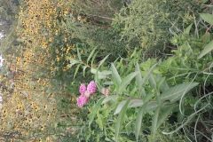 Swamp Milkweed
