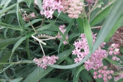 Swamp Milkweed