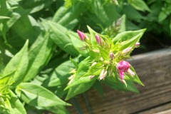 Tall Phlox