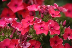Tall Phlox