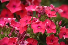 Tall Phlox