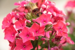 Tall Phlox