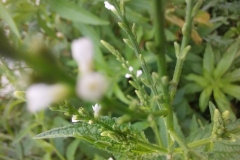 White Vervain