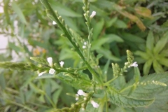 White Vervain