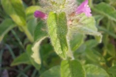 Wild Basil