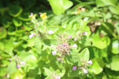 Wild Basil