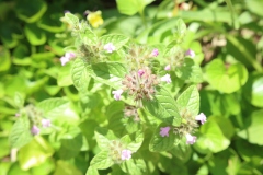 Wild Basil
