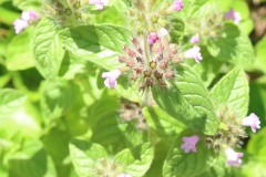 Wild Basil