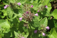 Wild Basil