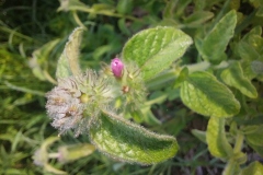 Wild Basil