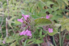 Wild Basil