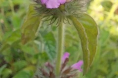 Wild Basil