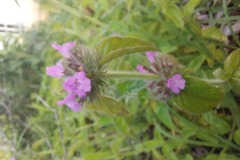 Wild Basil