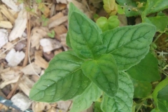 Wild Basil