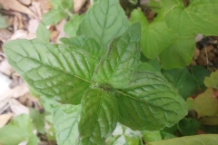 Wild Basil