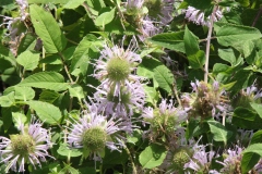 Wild Bergamot