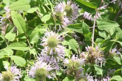 Wild Bergamot